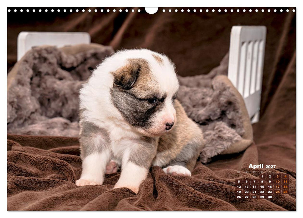 Willkommen auf dieser Welt ihr kleinen Islandhunde (CALVENDO Wandkalender 2027)