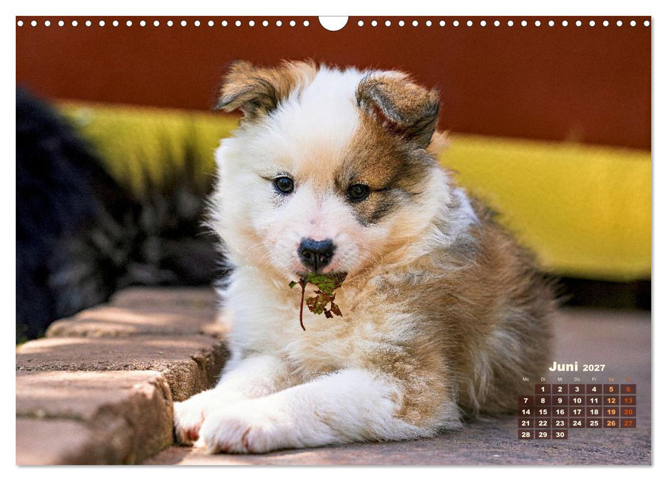 Willkommen auf dieser Welt ihr kleinen Islandhunde (CALVENDO Wandkalender 2027)