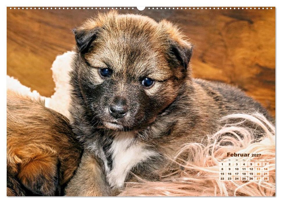Willkommen auf dieser Welt ihr kleinen Islandhunde (CALVENDO Premium Wandkalender 2027)