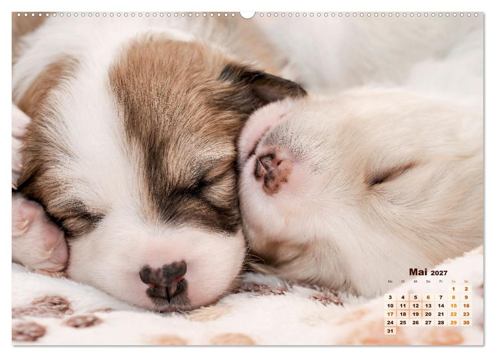 Willkommen auf dieser Welt ihr kleinen Islandhunde (CALVENDO Premium Wandkalender 2027)