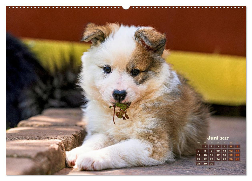 Willkommen auf dieser Welt ihr kleinen Islandhunde (CALVENDO Premium Wandkalender 2027)