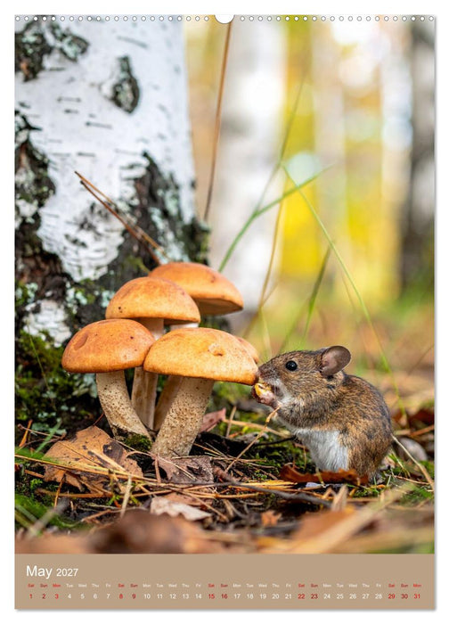 Mushrooms and Visitors (CALVENDO Monthly Calendar 2027)