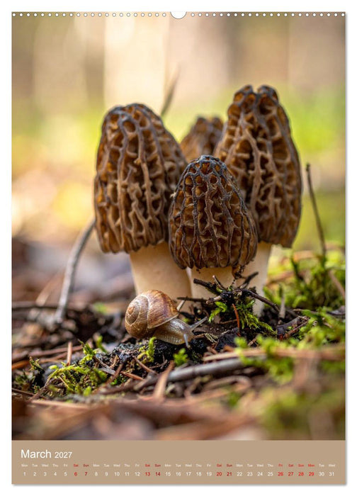 Mushrooms and Visitors (CALVENDO Premium-Calendar 2027)