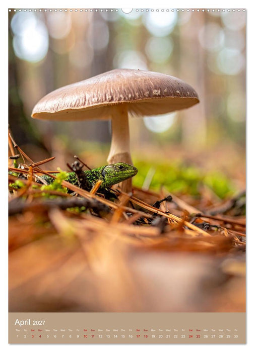 Mushrooms and Visitors (CALVENDO Premium-Calendar 2027)