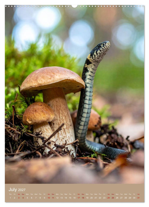 Mushrooms and Visitors (CALVENDO Premium-Calendar 2027)