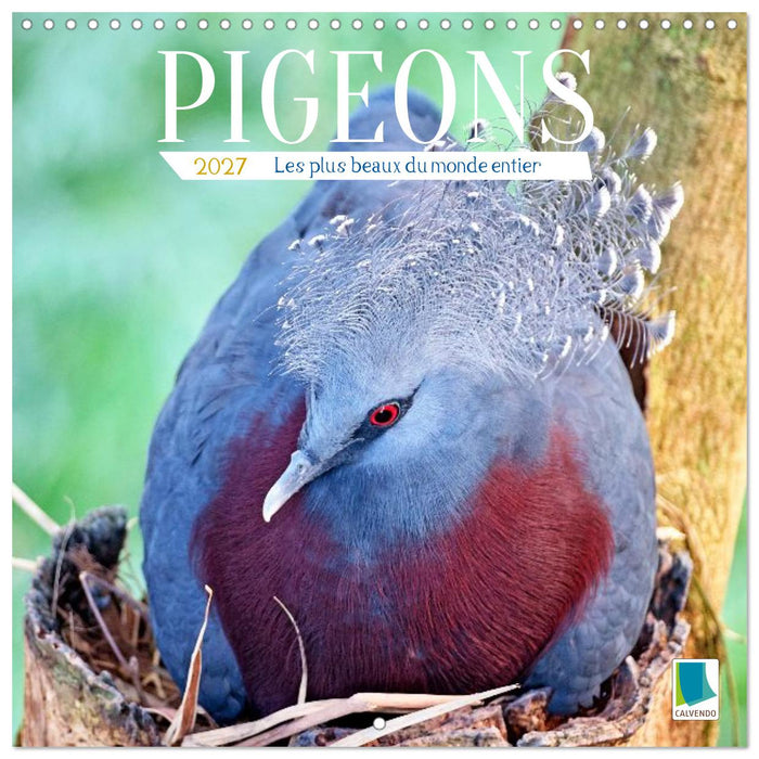 Pigeons : les plus beaux du monde entier (CALVENDO Calendrier mensuel 2027)