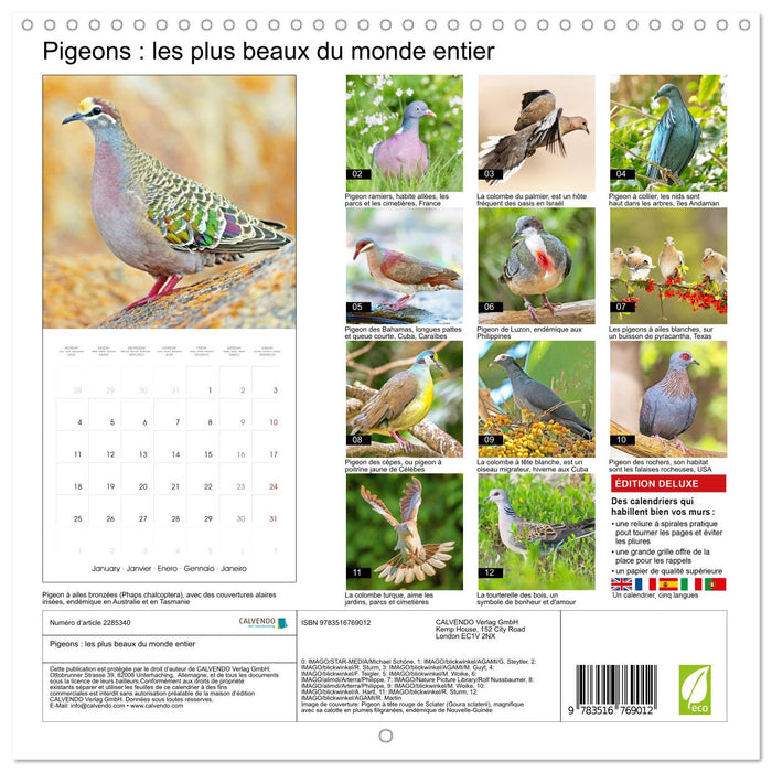 Pigeons : les plus beaux du monde entier (CALVENDO Calendrier mensuel 2027)