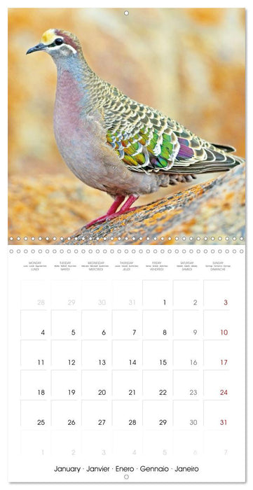 Pigeons : les plus beaux du monde entier (CALVENDO Calendrier mensuel 2027)