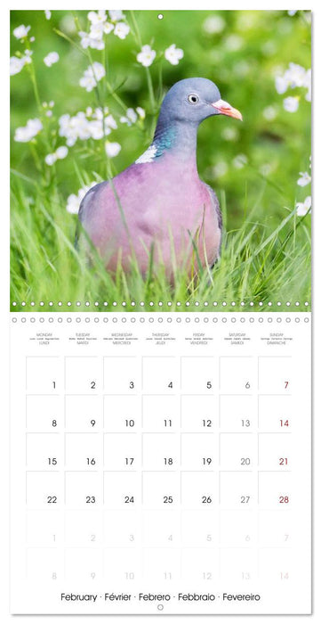 Pigeons : les plus beaux du monde entier (CALVENDO Calendrier mensuel 2027)