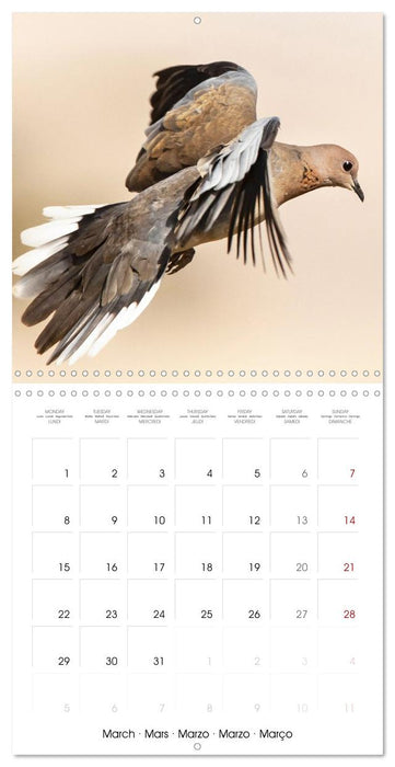 Pigeons : les plus beaux du monde entier (CALVENDO Calendrier mensuel 2027)