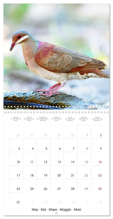 Pigeons : les plus beaux du monde entier (CALVENDO Calendrier mensuel 2027)