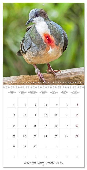 Pigeons : les plus beaux du monde entier (CALVENDO Calendrier mensuel 2027)