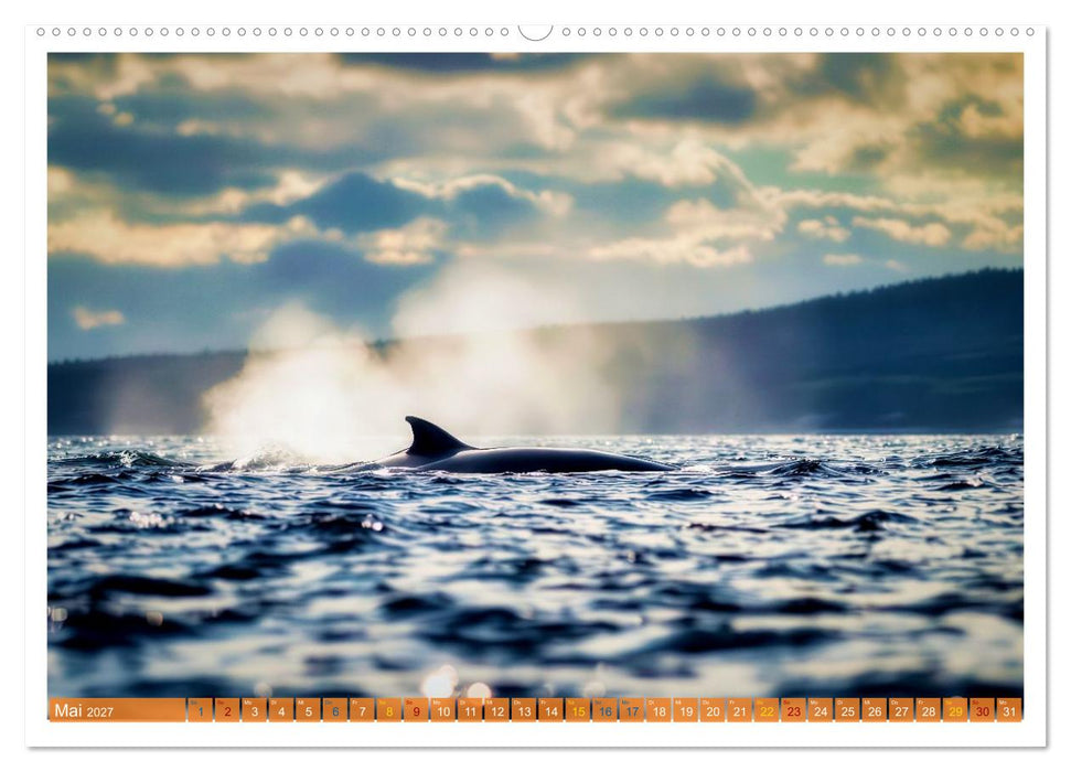Whale Watching (CALVENDO Premium Wandkalender 2027)