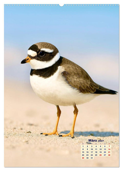 Seevögel an der Nordsee (CALVENDO Wandkalender 2027)
