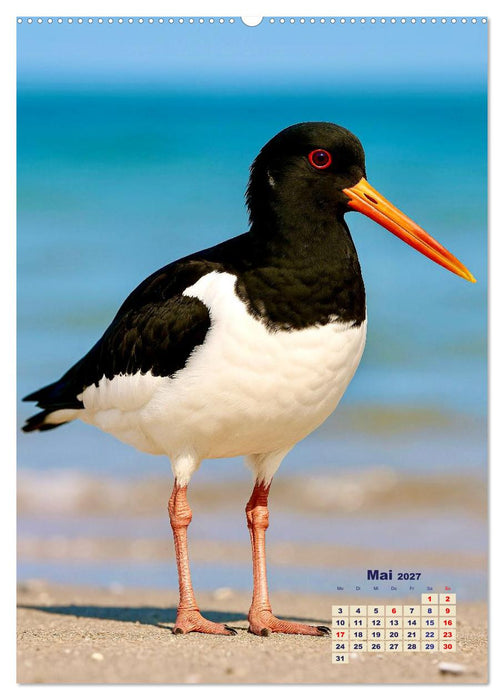 Seevögel an der Nordsee (CALVENDO Wandkalender 2027)