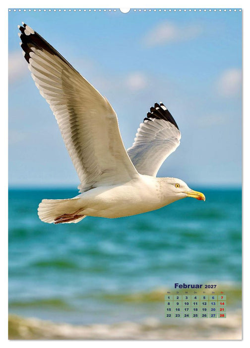 Seevögel an der Nordsee (CALVENDO Premium Wandkalender 2027)