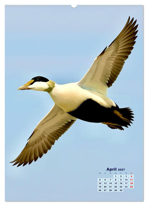 Seevögel an der Nordsee (CALVENDO Premium Wandkalender 2027)