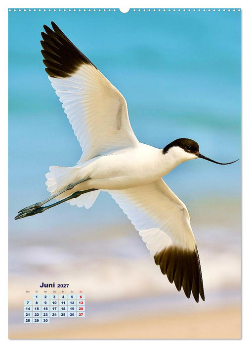 Seevögel an der Nordsee (CALVENDO Premium Wandkalender 2027)