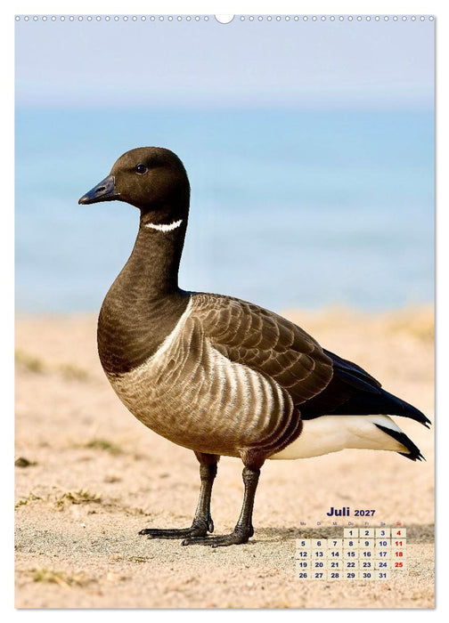 Seevögel an der Nordsee (CALVENDO Premium Wandkalender 2027)