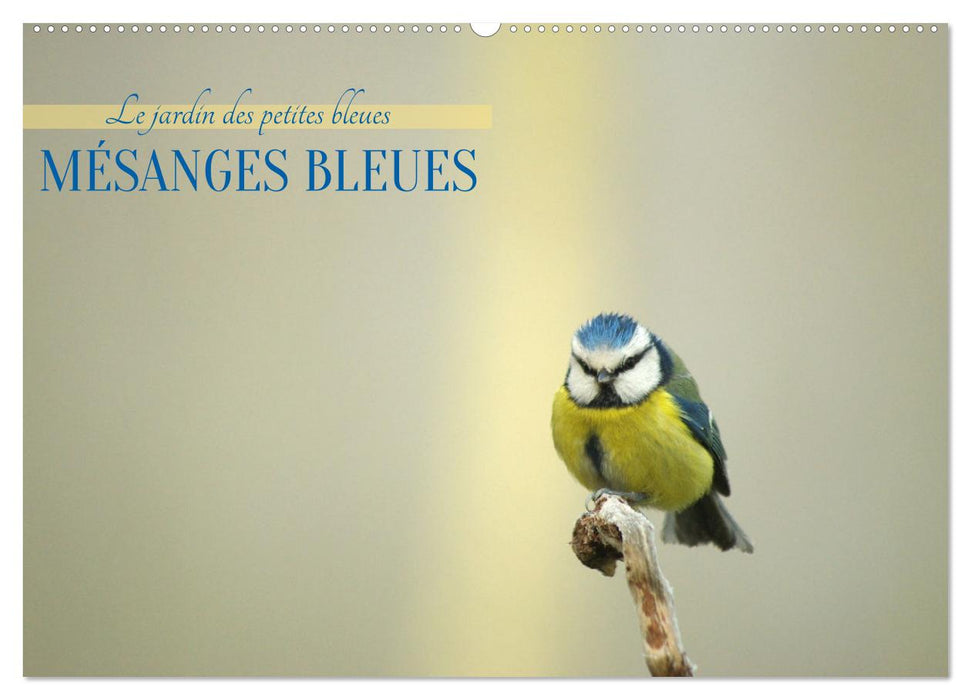 Mésanges bleues (CALVENDO Calendrier mensuel 2027)