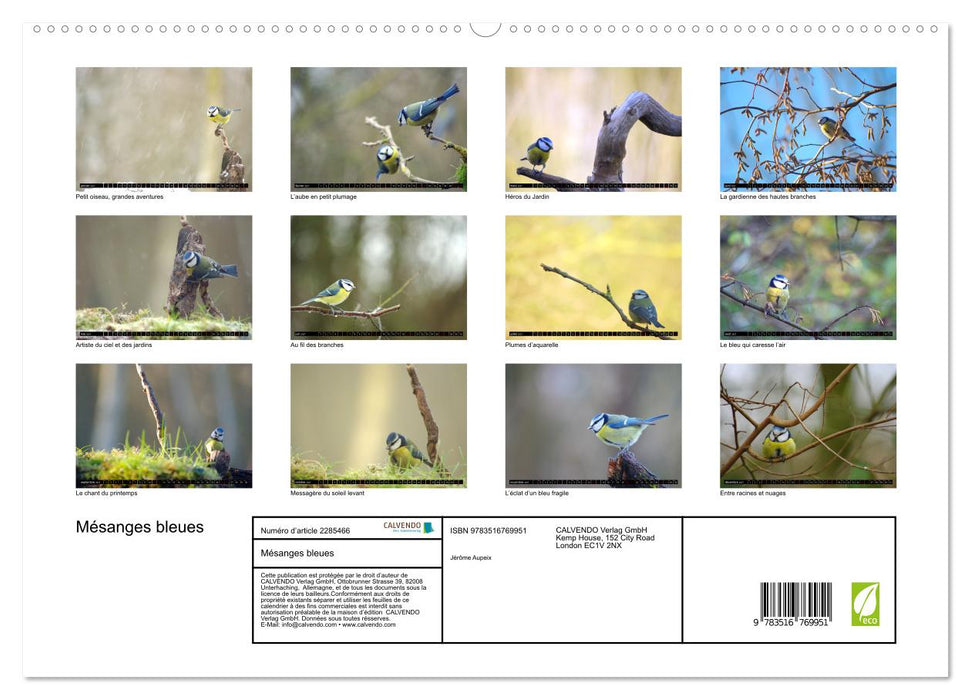 Mésanges bleues (CALVENDO Calendrier supérieur 2027)