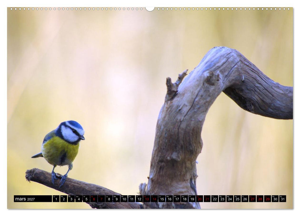 Mésanges bleues (CALVENDO Calendrier supérieur 2027)