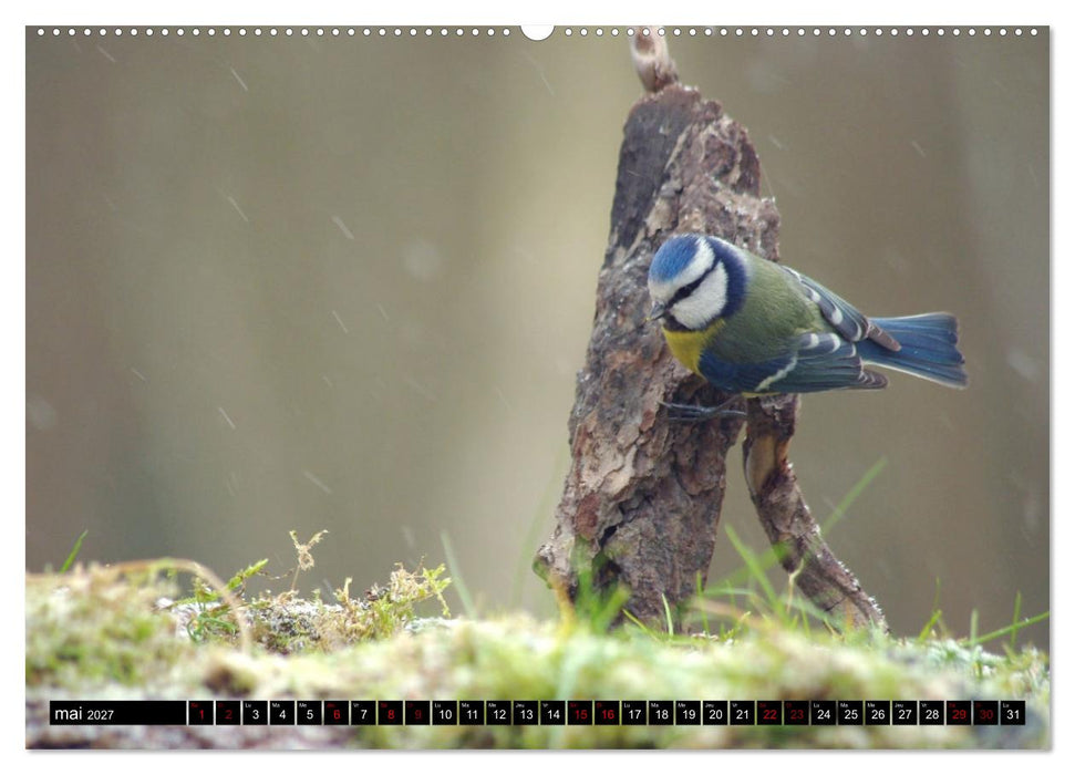 Mésanges bleues (CALVENDO Calendrier supérieur 2027)