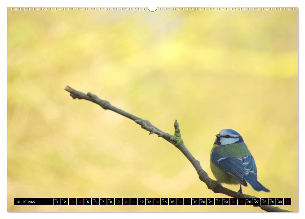 Mésanges bleues (CALVENDO Calendrier supérieur 2027)