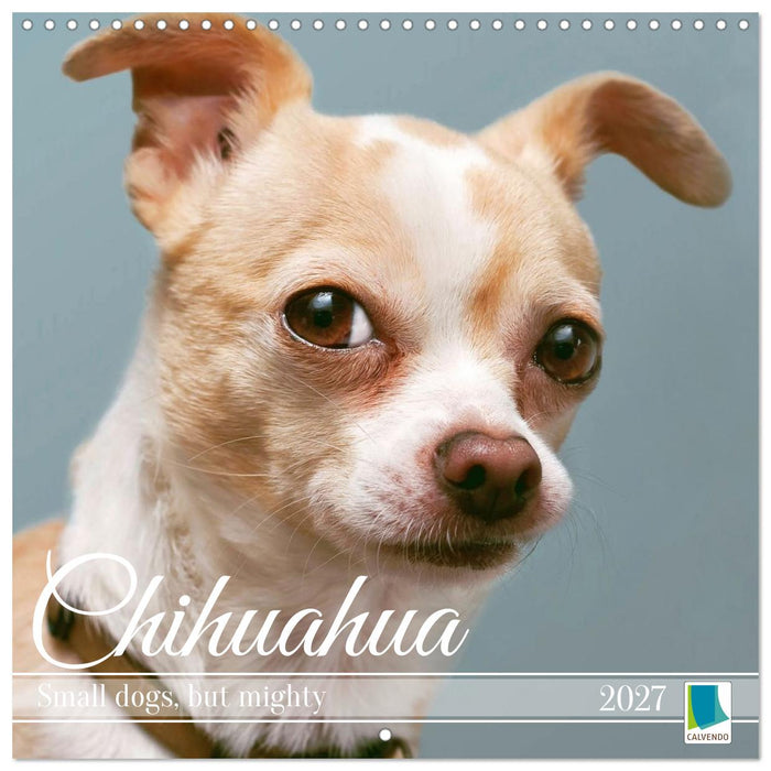 Chihuahua: Small dogs, but mighty (CALVENDO Monthly Calendar 2027)