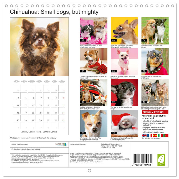 Chihuahua: Small dogs, but mighty (CALVENDO Monthly Calendar 2027)