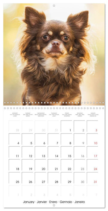 Chihuahua: Small dogs, but mighty (CALVENDO Monthly Calendar 2027)