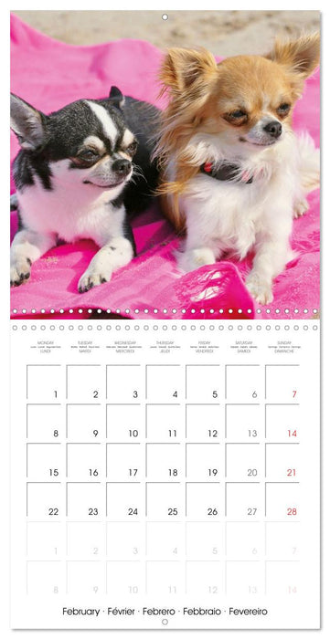 Chihuahua: Small dogs, but mighty (CALVENDO Monthly Calendar 2027)