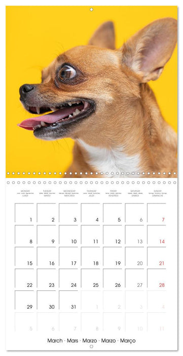 Chihuahua: Small dogs, but mighty (CALVENDO Monthly Calendar 2027)