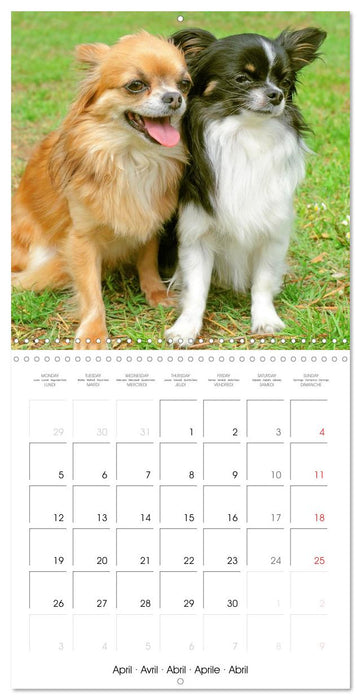 Chihuahua: Small dogs, but mighty (CALVENDO Monthly Calendar 2027)