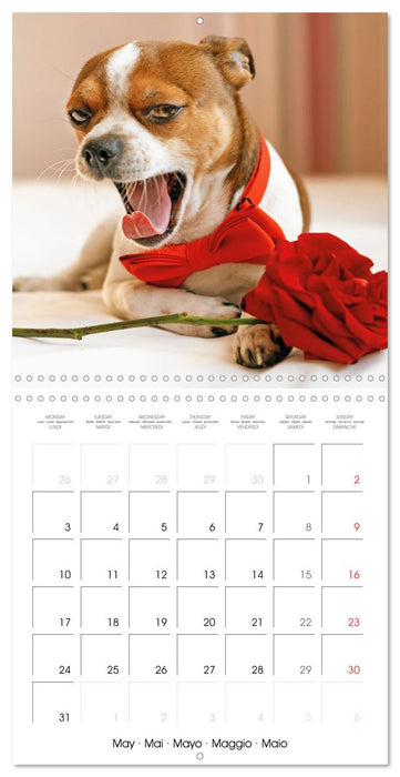 Chihuahua: Small dogs, but mighty (CALVENDO Monthly Calendar 2027)