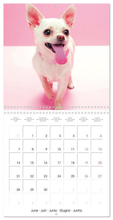 Chihuahua: Small dogs, but mighty (CALVENDO Monthly Calendar 2027)