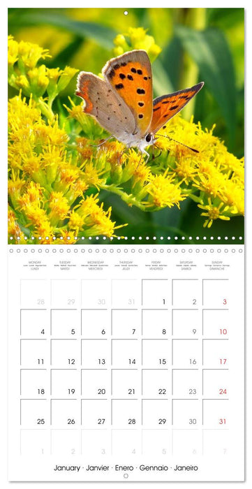 Blossoms in a herb garden (CALVENDO Monthly Calendar 2027)