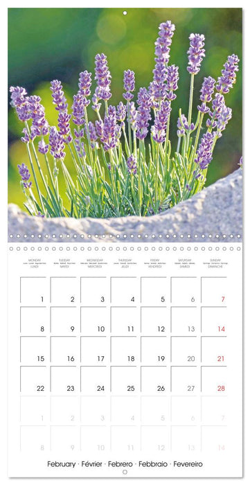 Blossoms in a herb garden (CALVENDO Monthly Calendar 2027)