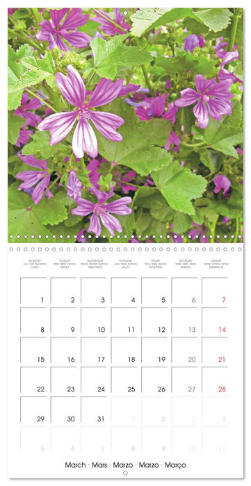 Blossoms in a herb garden (CALVENDO Monthly Calendar 2027)