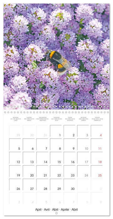Blossoms in a herb garden (CALVENDO Monthly Calendar 2027)