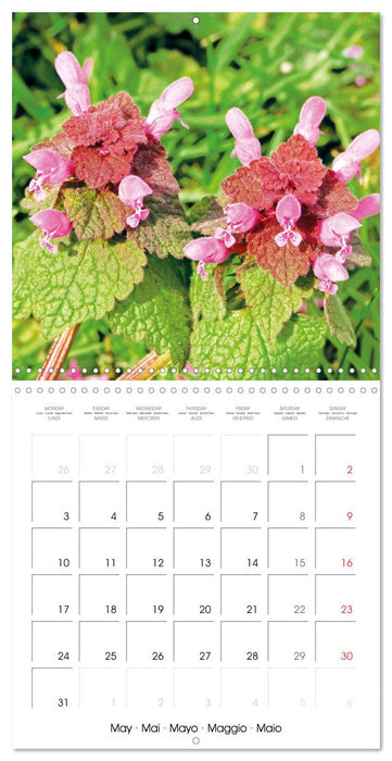 Blossoms in a herb garden (CALVENDO Monthly Calendar 2027)