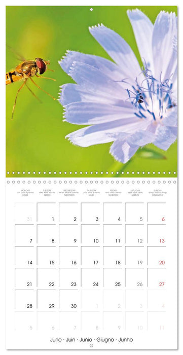 Blossoms in a herb garden (CALVENDO Monthly Calendar 2027)