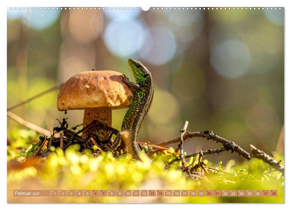 Pilzbesucher (CALVENDO Wandkalender 2027)