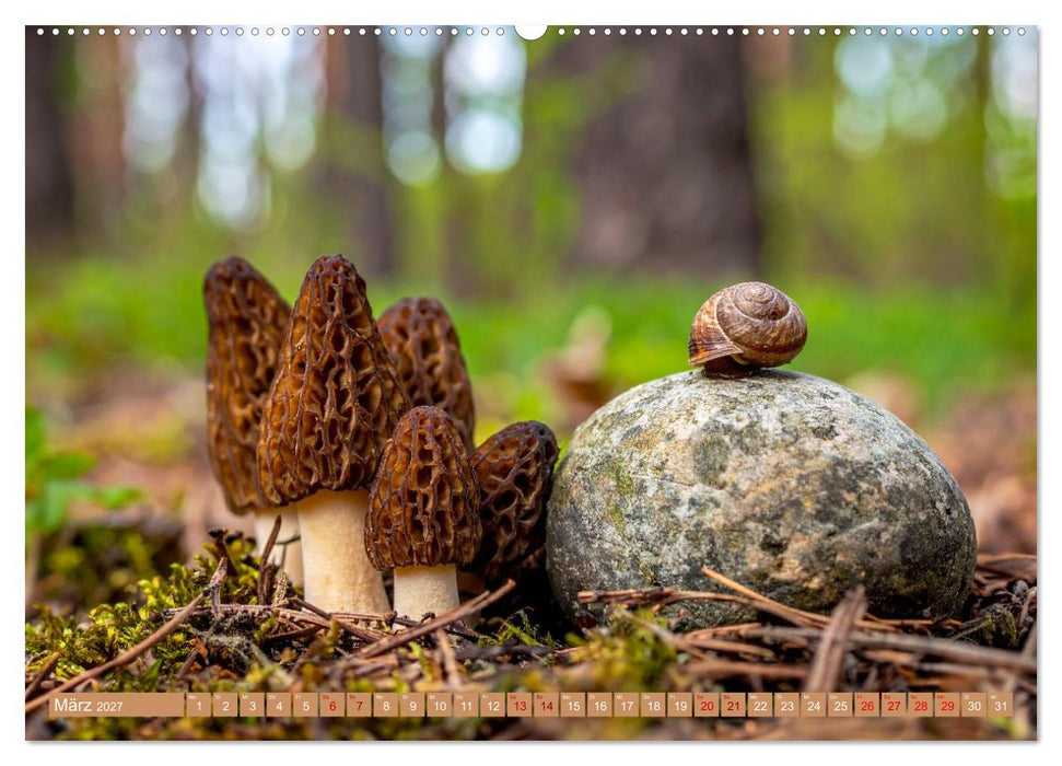 Pilzbesucher (CALVENDO Wandkalender 2027)