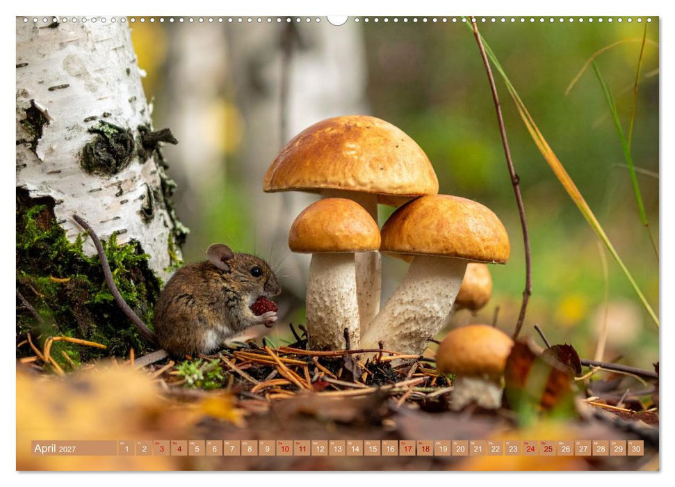 Pilzbesucher (CALVENDO Wandkalender 2027)