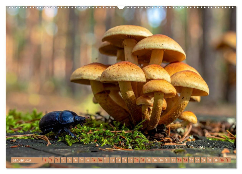 Pilzbesucher (CALVENDO Premium Wandkalender 2027)