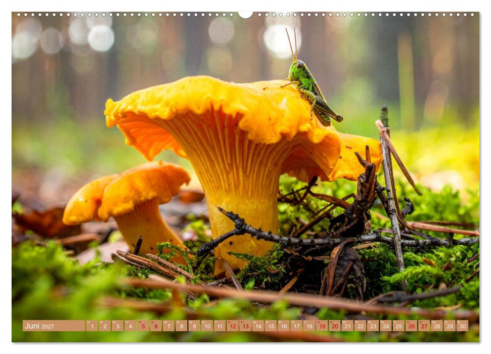 Pilzbesucher (CALVENDO Premium Wandkalender 2027)