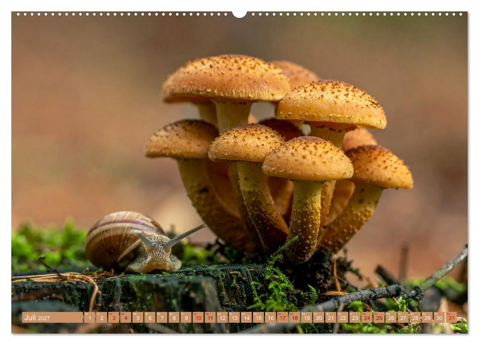 Pilzbesucher (CALVENDO Premium Wandkalender 2027)