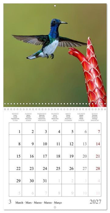 Hummingbirds – Flying Gems of Costa Rica (CALVENDO Monthly Calendar 2027)