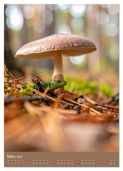 In die Pilze (CALVENDO Wandkalender 2027)